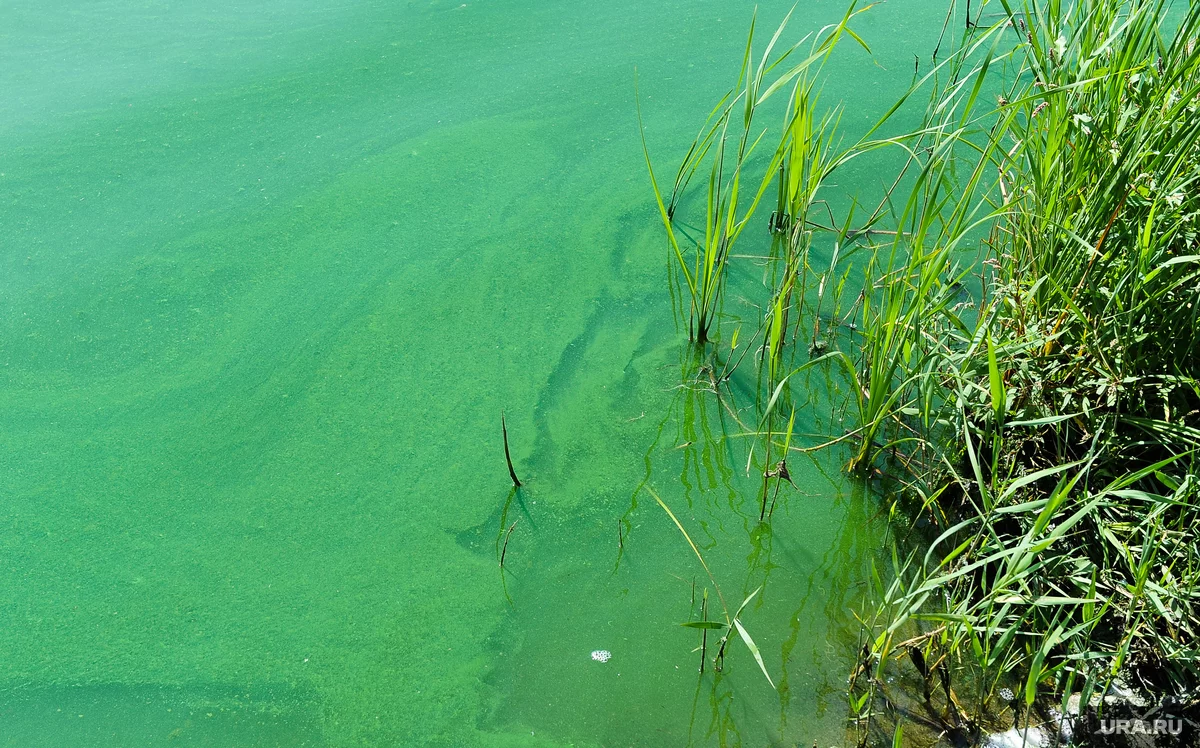 Мутный цвет воды. Цветение воды цианобактерии. Цианобактерии сине-зеленые водоросли. Цианобактерии эвтрофикация. Синезеленые водоросли ядовитые.