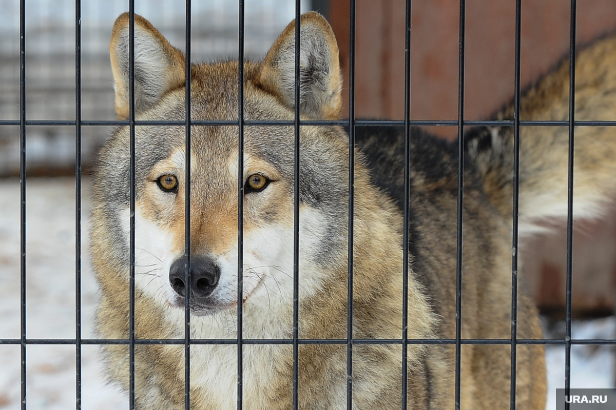 Волк В Клетке Фото Telegraph
