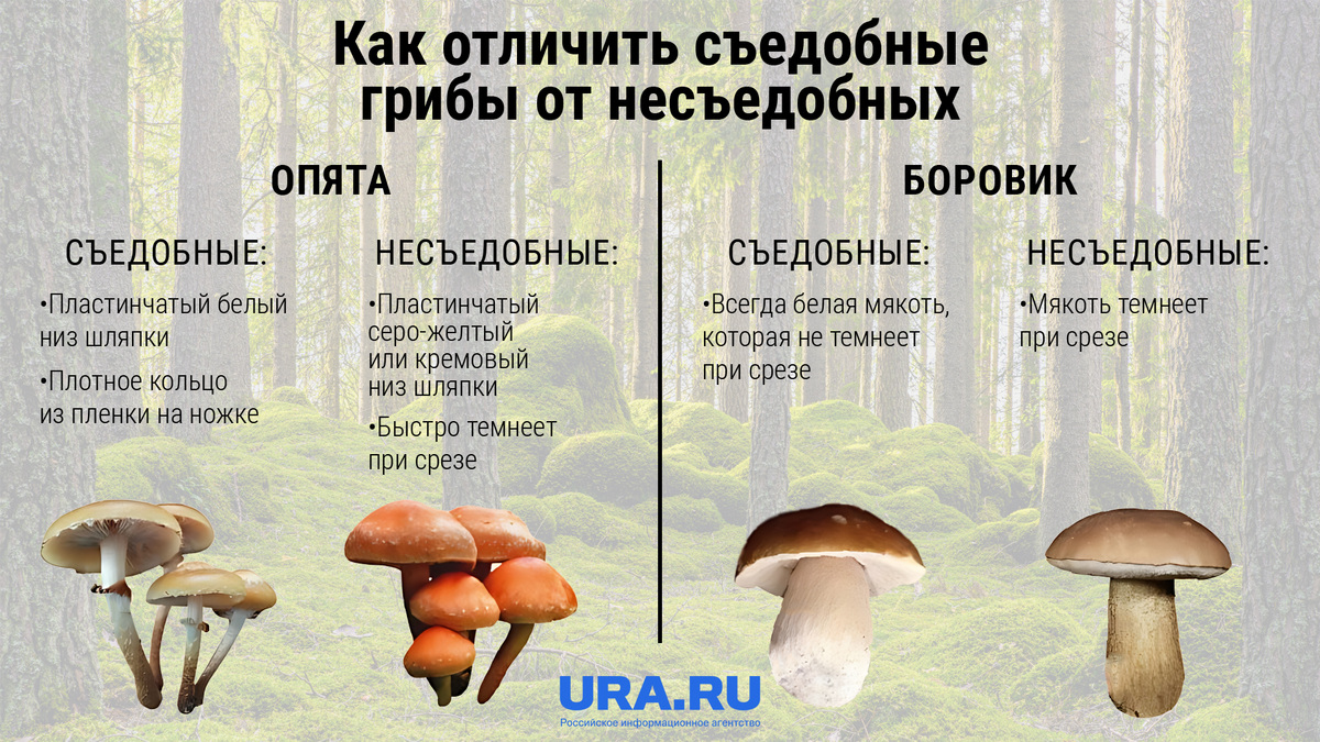 Как отличить съедобные. Как отличить съедобный гриб от несъедобного. Отличие съедобных грибов от несъедобных. Как отличить ядовитые грибы от съедобных. Съедобные грибы и их опасные двойники.