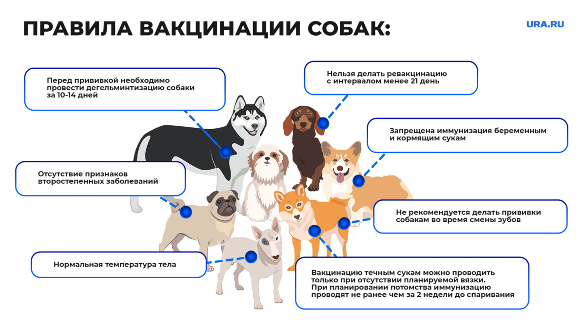 Когда и чем прививать собак и как обрабатывать их от паразитов