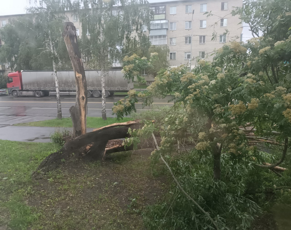 Пятидесятилетняя ива в Кургане: почему власти вовремя не убрали сгнившее  дерево