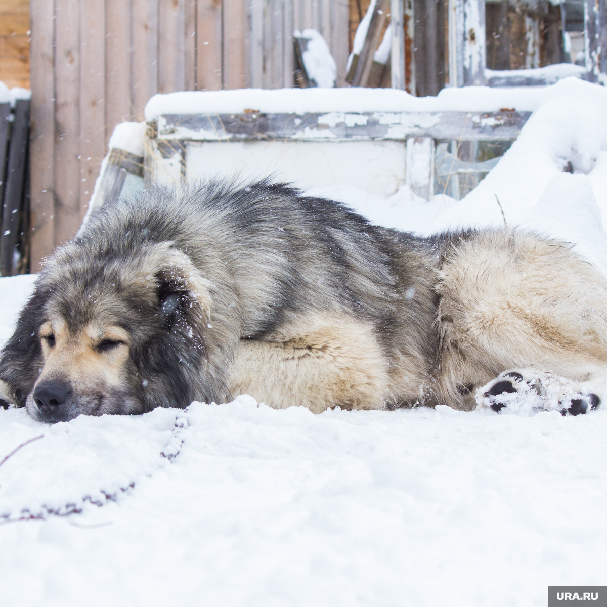 В селе Белоево Пермского края пес принес хозяевам голову соседа