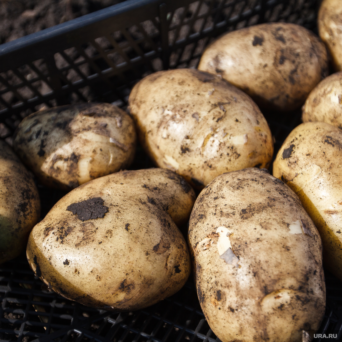 В Белоруссии генетический банк картофеля признали национальным достоянием