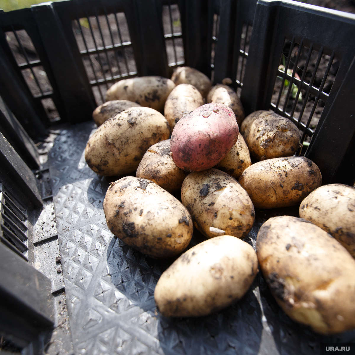 10 килограмм картошки. Картошка подорожала. Картошка Ямал. Картофель на Ямале. 10 Кг картошки.