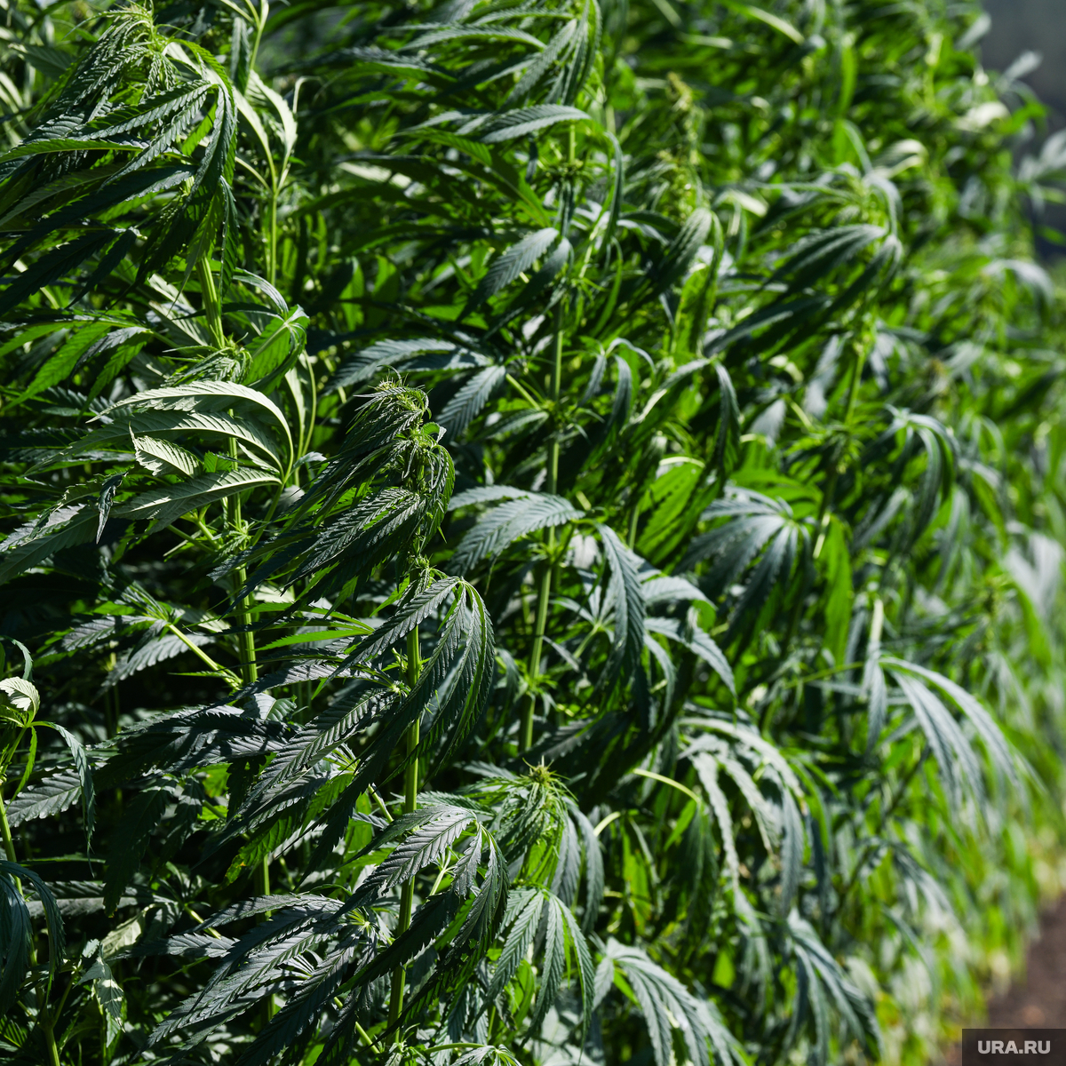 Марихуана где купить тюмень марихуана мужское растение от женского