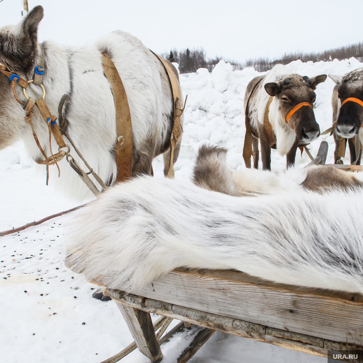 ������ ������ � ����� �����