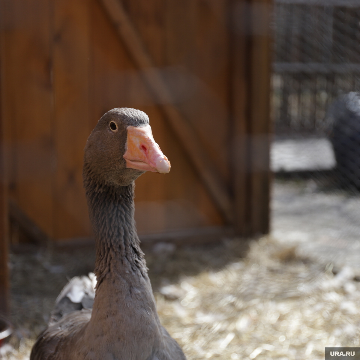 гуси домашние. гуси екатеринбург. гусь. курчавый севастопольский гусь. гусыня ,,дрон,,фото.