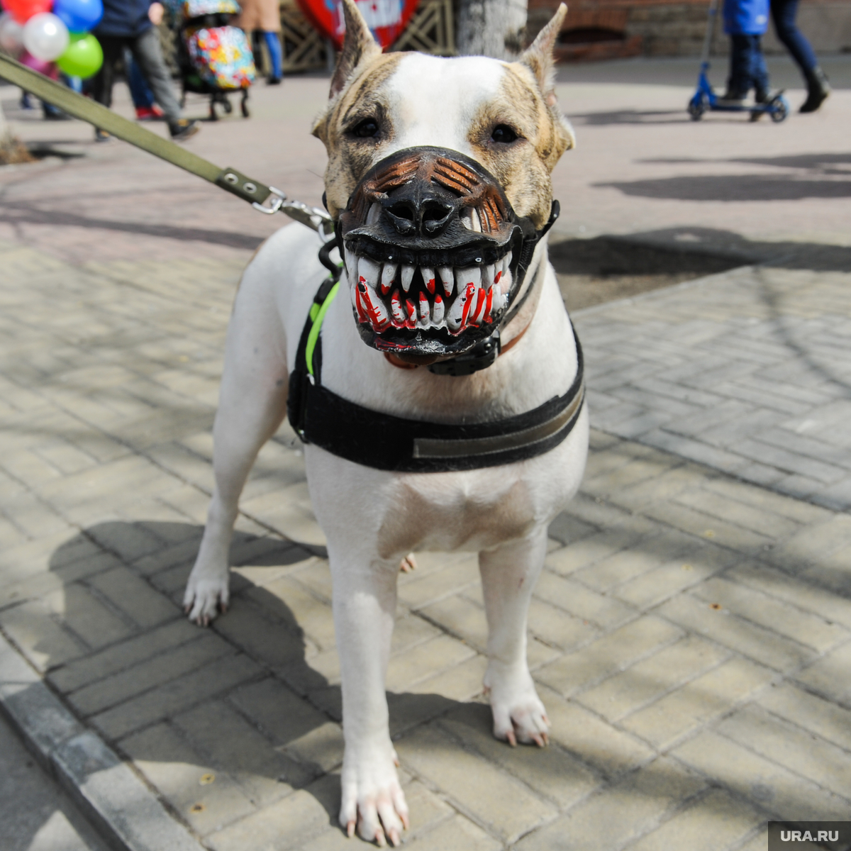Правительство РФ не поддержало штрафы за выгул собак без поводка и  намордника