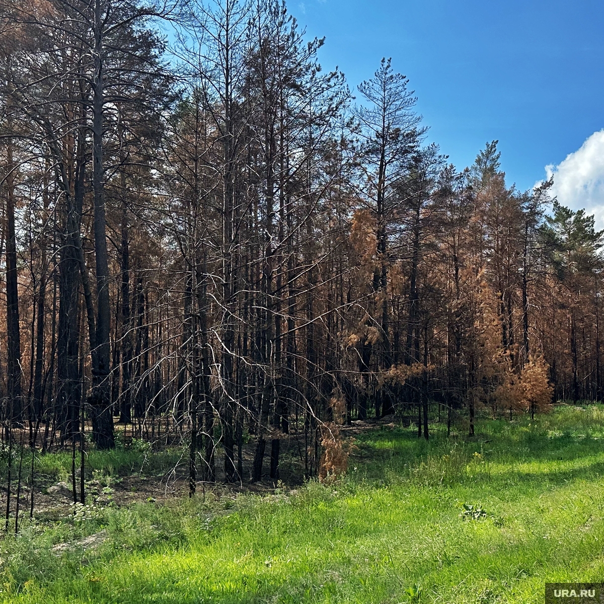 Когда можно будет посещать лес в Курганской области
