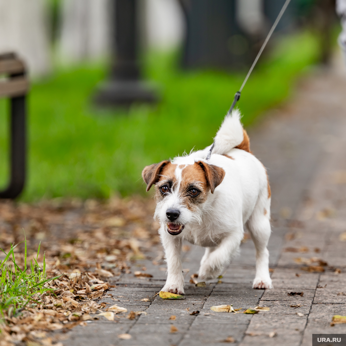 зоофилилка с собакой Звезду National Geographic посадили на 10 лет за изнасилование животных