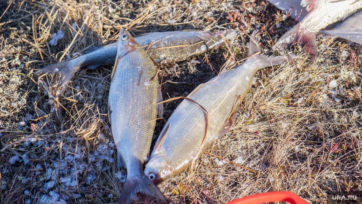 Какая рыба обитает в реке Ай: полезная информация для рыбаков