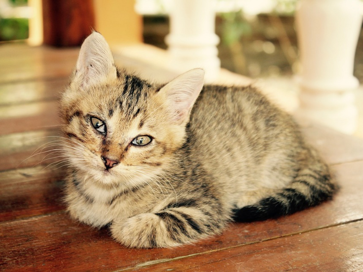 Ученые из Волгограда подтверждают целебные свойства мурчания котов