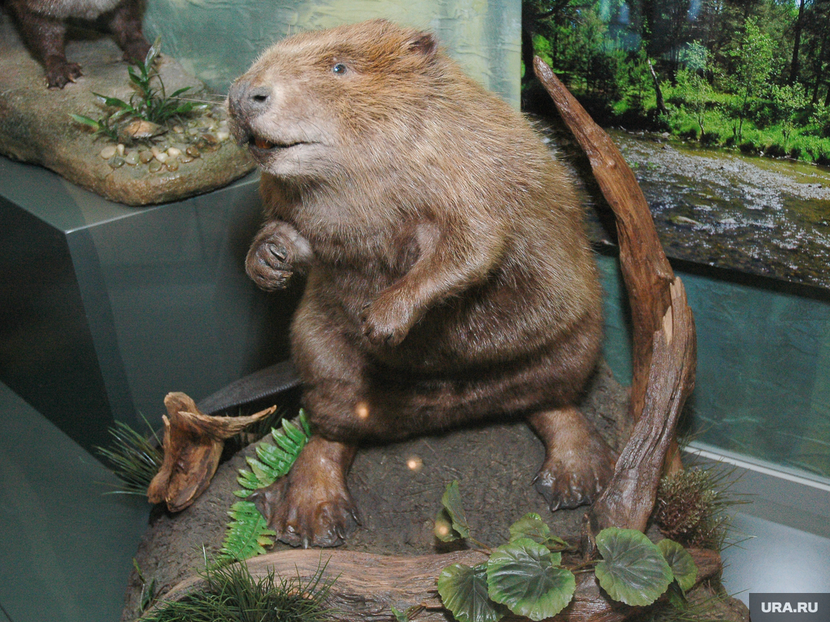 Речной бобр западносибирский подвид. Улыбчивый бобр. Канадский бобр (castor canadensis). Злой бобр. Мужик в образе бобра.