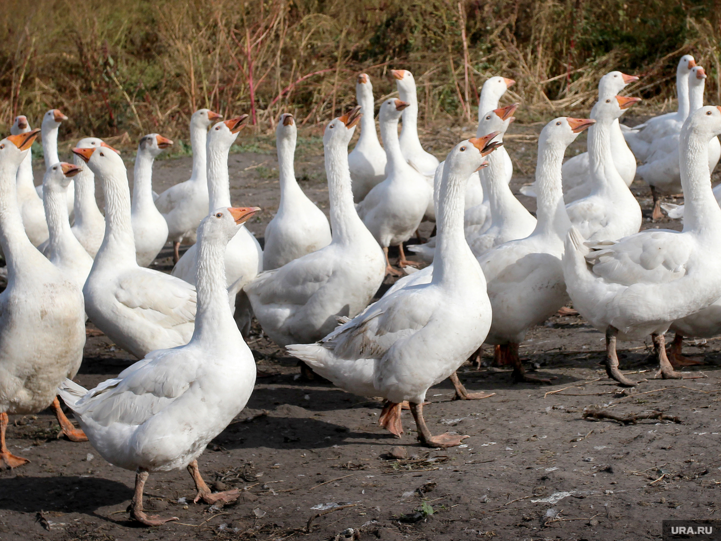 холмогорская порода гусей. горьковская порода гусей. горьковская порода гусей. обложка в контакте гуси. дикие гуси 1998 alba.