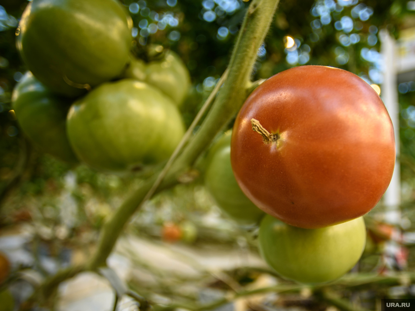Высадка рассады томатов в грунт с удобрением