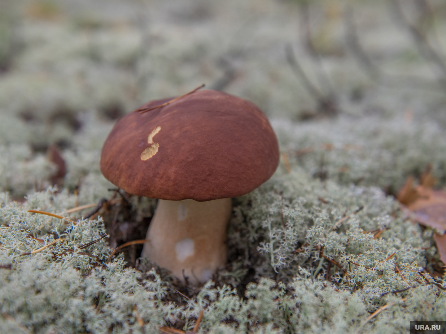 Ямал ягель ягоды. Олений гриб ямал. Грибы янао. Подберезовик на ямале. Грибы янао фото.