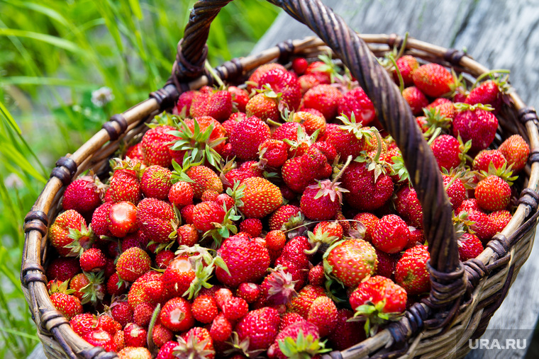 По словам участников встречи, за весь прошлый год на территории всего «Нумто» собрано лишь около 90 кг ягод