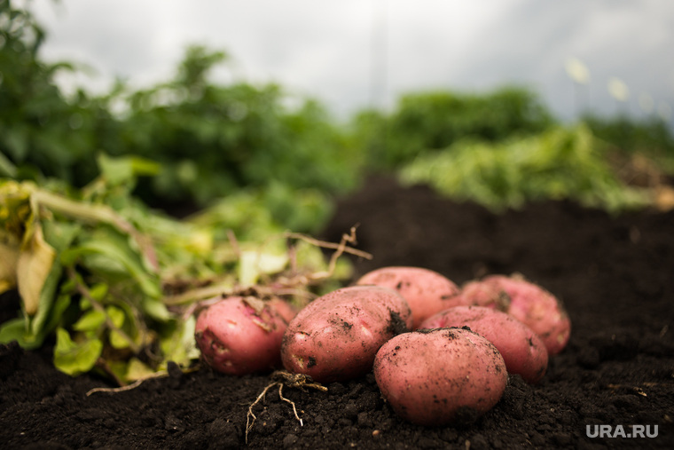 Новая беда фермеров — болезнь картофеля, гуляющая по полям