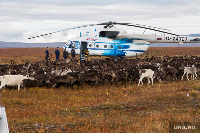 Ямал является рекордсменом по поголовью северного оленя
