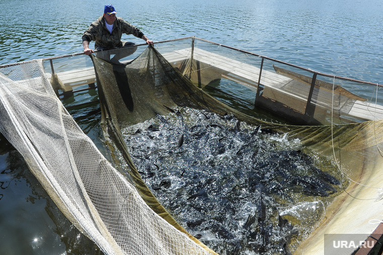 Купить стерлядку можно на специализированных рыборазводных заводах. Но, по мнению рыбаков и гурманов, ее качество существенно отличается от рыбы в водоемах, где ее вылов запрещен