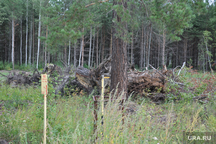 Собственники активно выкорчевывают лес и к каждому участку уже подвели газовые трубы 