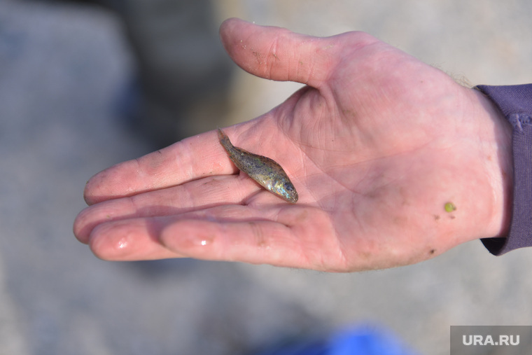 В Шершневском водохранилище еще можно ловить рыбу. Но есть ее не рекомендуется