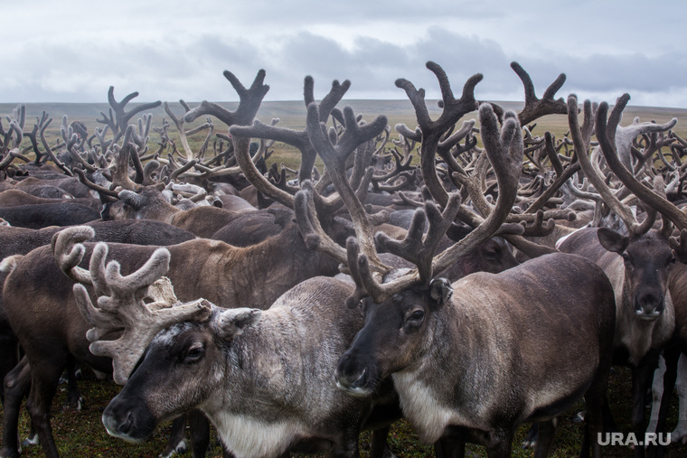 Чтобы следить за огромным поголовьем оленей, на Ямале требуется крупнейшая ветслужба