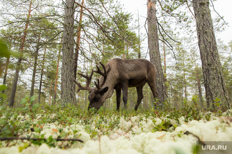 Специалисты предлагают рассмотреть новые пастбища для оленей на Ямале — не тундровые, а лесные