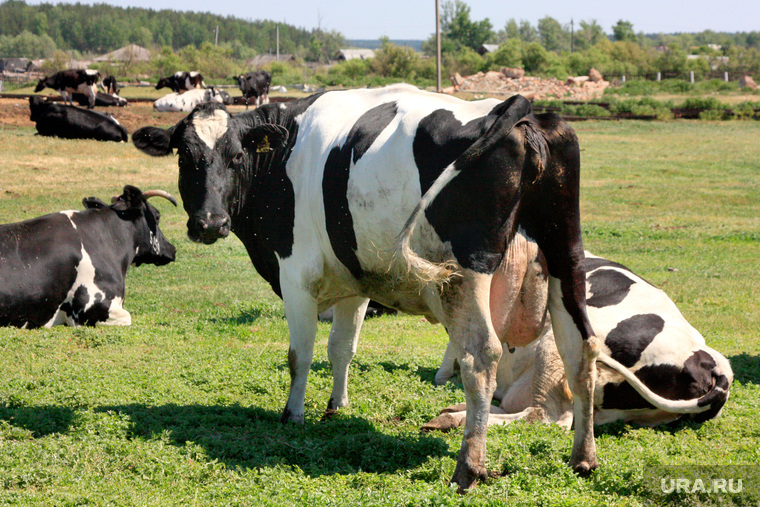 Коровы Курганская область, коровы