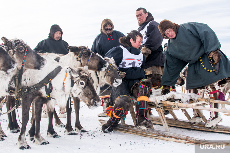 Ямальские власти: «Срезая панты, мы превращаем оленей в собак»