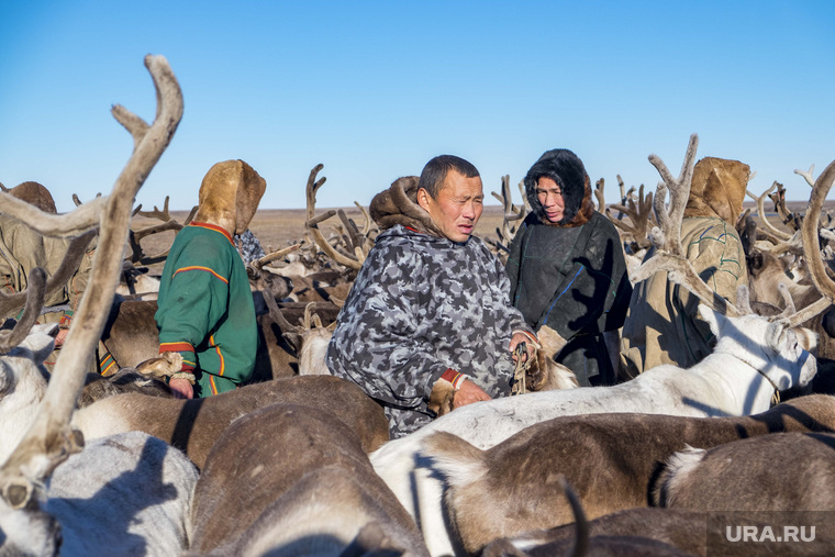 Ученые из Петербурга считают, что мясо оленя по-прежнему ценнее для аборигенов, чем рога