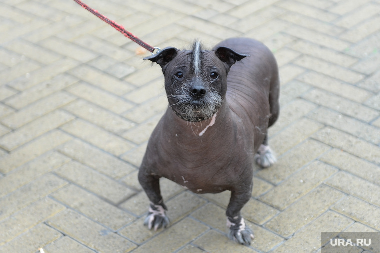 Собака-монстр неизвестной породы шокировала челябинцев во время митинга партии «Единая Россия».