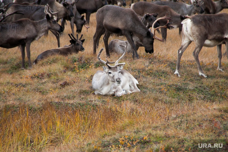 На Ямале всего один специализированный скотомогильник. Зато весь регион покрыт так называемыми моровыми полями