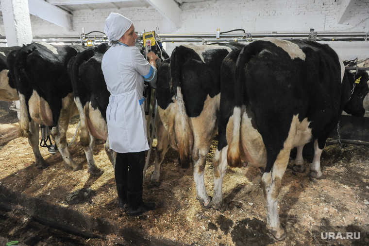 Аграрии жалуются, что молочных коров держать невыгодно