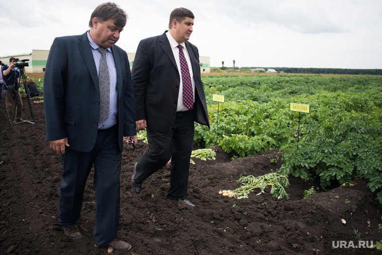Министр агропромышленного комплекса и продовольствия Свердловской области Дмитрий Дегтярев проверяет урожай картофеля