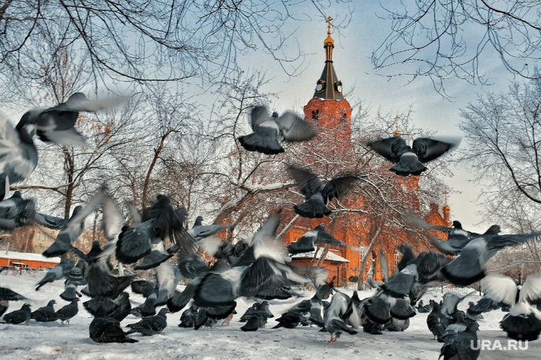Кормление голубей у храма Александра Невского. Курган