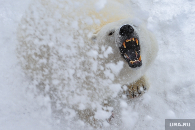 Белый медведь в челябинском зоопарке