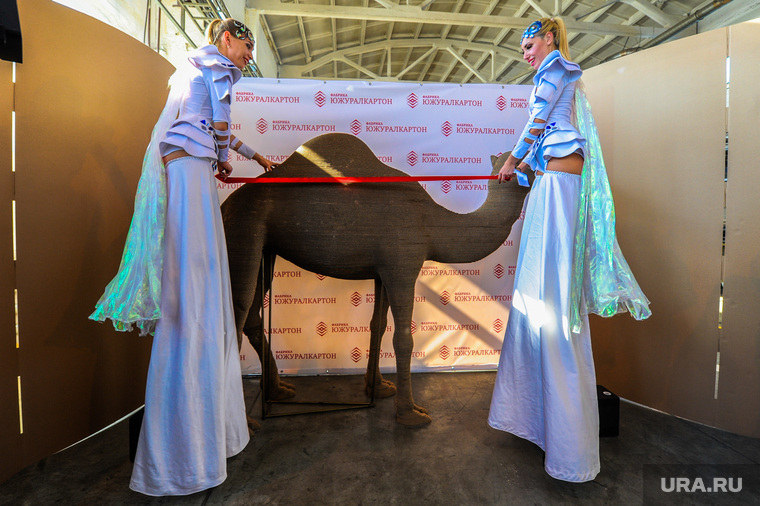 Самый большой верблюд из картона, занесенный в Книгу рекордов Гиннеса. Юбилей фабрики «Южуралкартон». Коркино, Челябинская область