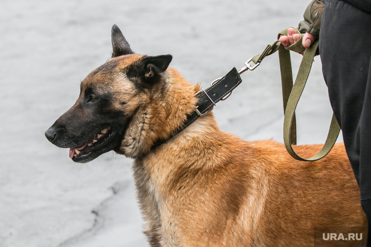 Выгуливать собаку без намордника и поводка в общественных местах запрещается законом