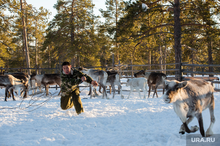 Проблема перевыпоса оленей — одна из сложнейших для властей Ямала