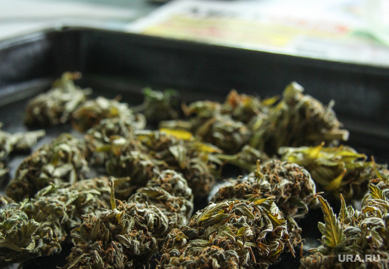 Вопрос о легализации марихуаны в россии мороз для конопли