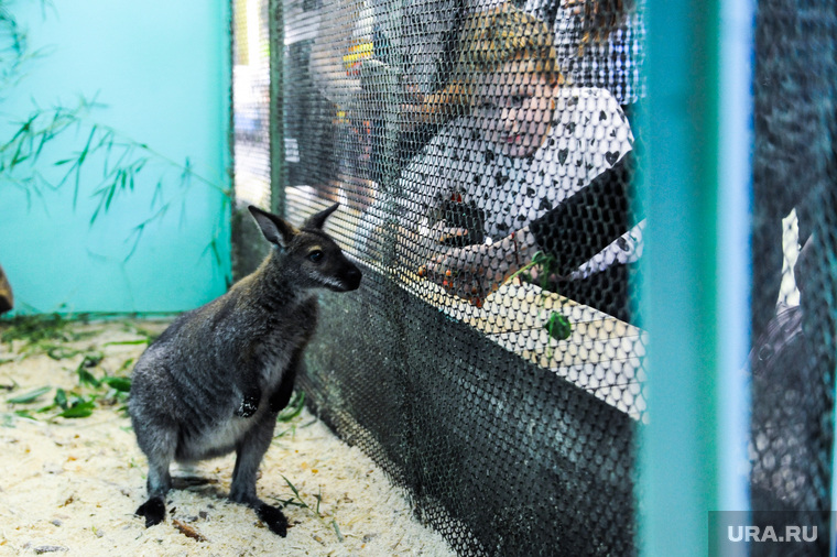 В детском эколого-биологическом центре, который поддерживает «Маяк», есть даже экзотический кенгуру Плутоша