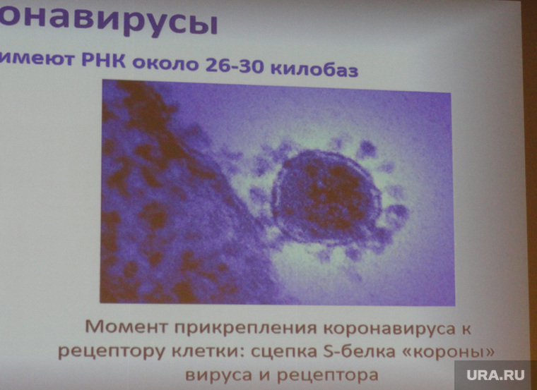 Момент прикрепления коронавируса к рецепторам клетки. Отсутствием нужных вирусу рецепторов у детей и объясняют тот факт, что дети не болеют китайским коронавирусом