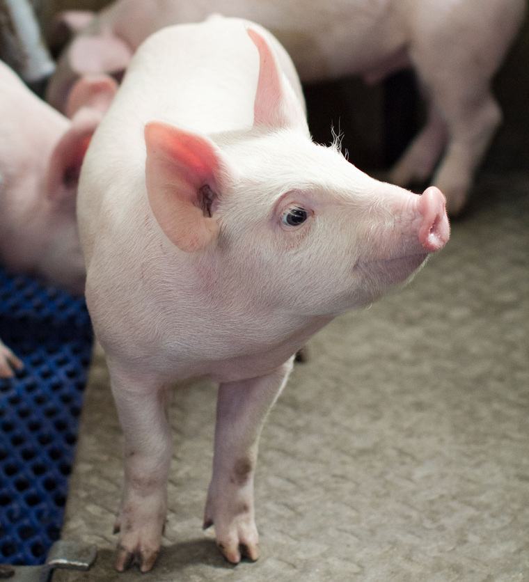 Свинокомплекс производит 60 тысяч тонн мяса в год и на 80% закрывает потребности Свердловской области в свинине