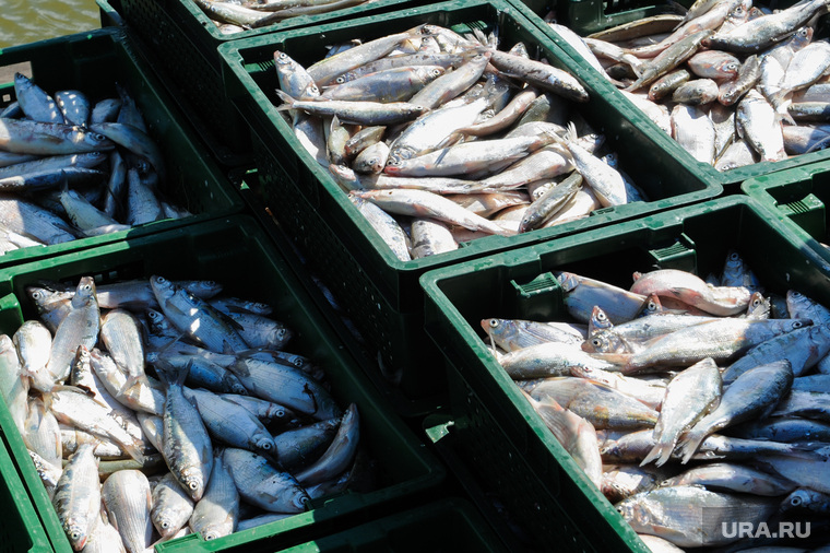 Крупным рыбным предприятиям Ямала грозит затяжной кризис