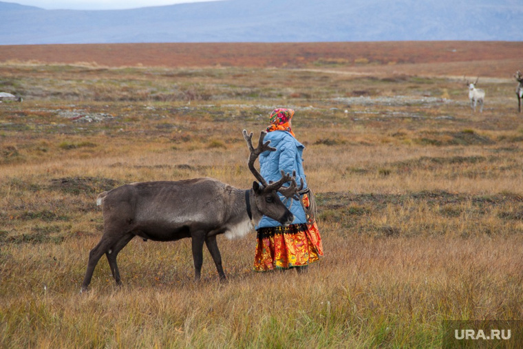 Губернатор Ямала Дмитрий Артюхов обеспокоен судьбой коренных народов: арктический гектар не должен навредить им