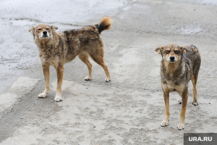 Бродячие собаки спровоцировали ДТП в центре Тюмени
