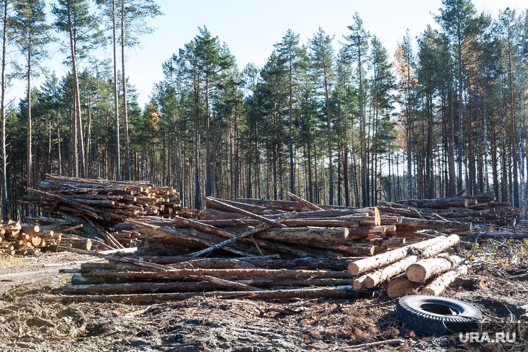 Россия настаивает на том, что поглощающую способность лесов нужно учитывать и использовать для повышения углеродной нейтральности