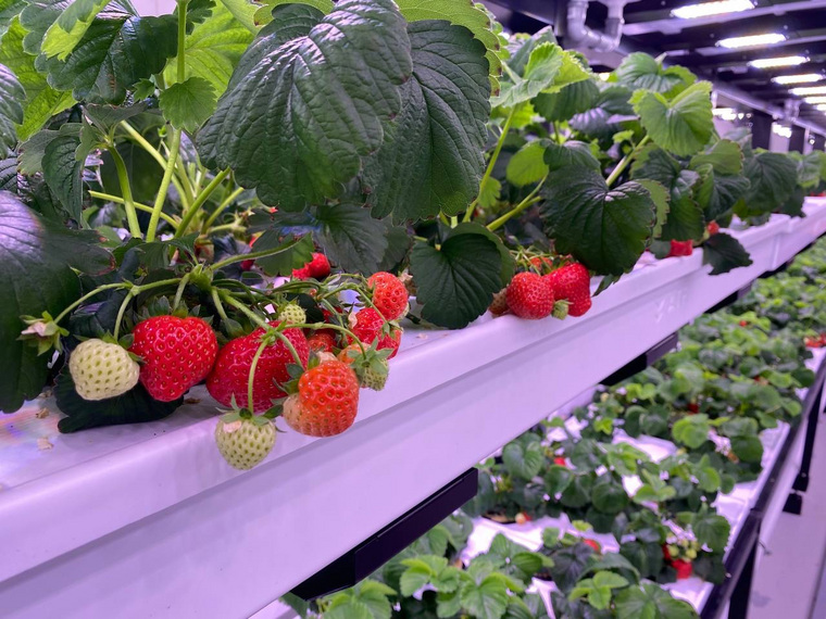 С помощью вертикальных ферм можно выращивать овощи, фрукты и ягоды