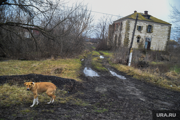Брошенные дома, собаки и неприкаянные люди — явления, к которым уже привыкли на границе с Донбассом